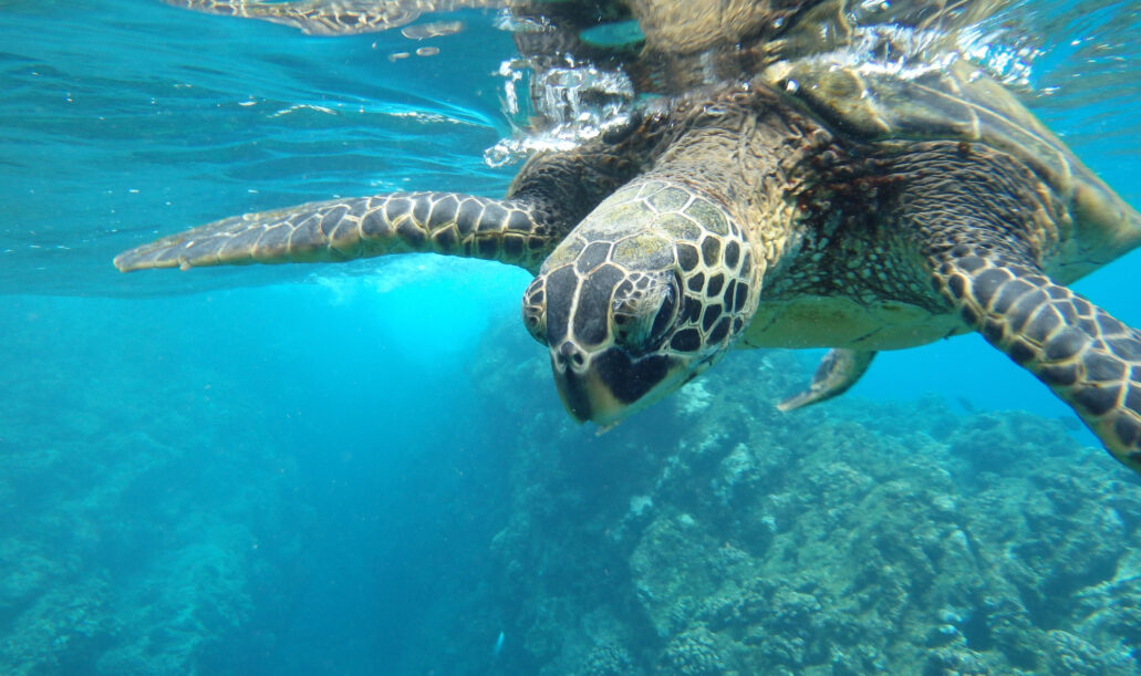 turtle