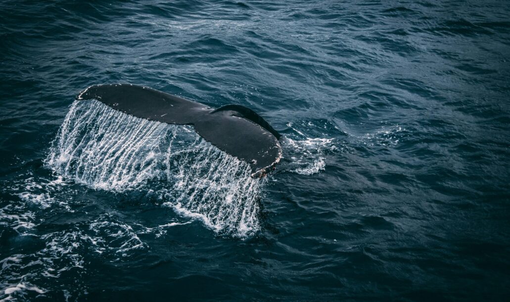 whalte-tail