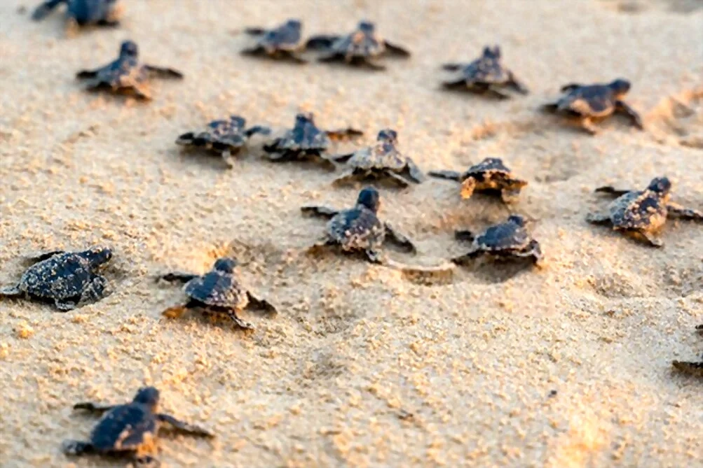Turtles+Sri+Lanka